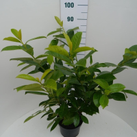 Prunus laurocerasus 'Rotundifolia'   pot 5L   80 100 cm