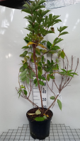 Prunus laurocerasus 'Rotundifolia'   pot 10L   100 125 cm