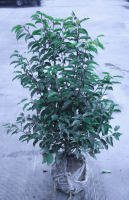 Prunus lusitanica   aardekluit   80 100 cm   struik