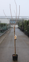 Prunus serrulata 'Kanzan'   pot 10L   geënt op stamhoogte 120 cm