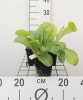 Primula vulgaris   pot 9x9 cm  