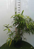 Pseudosasa japonica   pot 18L   125 150 cm