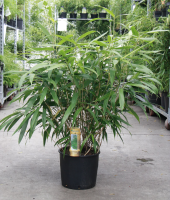 Pseudosasa japonica   pot 10L   80 100 cm