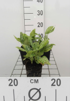 Pulmonaria officinalis 'Sissinghurst White'   pot 9x9 cm