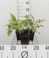 Pulmonaria saccharata 'Mrs Moon'   pot 9x9 cm