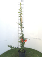 Pyracantha coccinea 'Red Column'   pot 3L   80 100 cm  