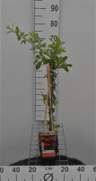 Pyracantha 'Orange Glow'   pot   50 60 cm