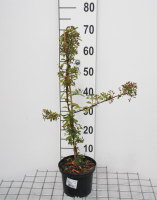 Pyracantha 'Orange Glow'   pot 3L   80 100 cm