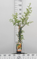 Pyracantha 'Soleil d'Or'   pot   50 60 cm