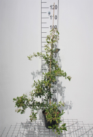 Pyracantha 'Soleil d'Or'   pot 3L   80 100 cm