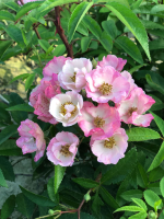 Rosa 'Lengrati' (Alden Biesen)   pot