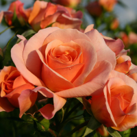 Rosa 'Kororbe' (Aprikola)   blote wortel