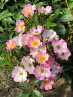 Rosa 'Ballerina'   pot