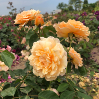 Rosa 'Buff Beauty'   blote wortel