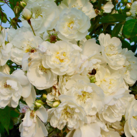 Rosa 'Bobbie James'   pot   klimroos
