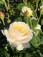 Rosa 'Ausprior' (Claire Austin)   pot