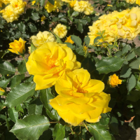 Rosa 'Climbing Friesia'   pot   klimroos