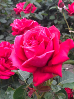 Rosa 'Dame de Coeur' (Queen of Hearts)   blote wortel  