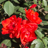 Rosa 'Delpo' (Diablotin)   pot