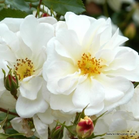 Rosa 'Korgazell' (Diamant, Brilliant Vigorosa, Diamond, White Sunsation)   blote wortel