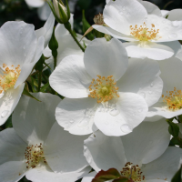 Rosa 'Kormifari' (Escimo, Silver Ghost)   blote wortel