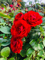 Rosa 'Europeana'   pot  