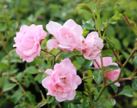 Rosa 'The Fairy'   struikroos   pot 1,3L  