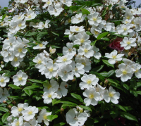 Rosa filipes 'Kiftsgate'   pot   klimroos