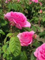 Rosa 'Ausboard' (Gertrude Jekyll)   pot