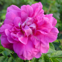 Rosa 'Hansa'   blote wortel  