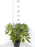 Rhododendron 'Blue Jay'   pot   40 50 cm