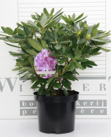 Rhododendron 'Catawbiense Grandiflorum'   pot   40 50 cm  