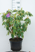 Rhododendron 'Catawbiense Grandiflorum'   pot 10L   60 80 cm