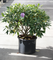 Rhododendron 'Catawbiense Grandiflorum'   pot 30L   80 100 cm  