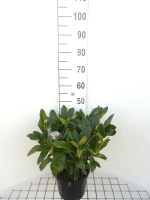 Rhododendron 'Cunningham's White'   pot   40 50 cm  