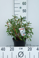 Rhododendron 'Dora Amateis'   pot   25 30 cm