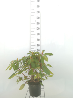 Rhododendron 'Eucharis'   pot   40 50 cm