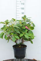 Rhododendron 'Germania'   pot 10L   60 80 cm