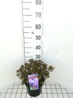 Rhododendron 'Gristede'   pot   25 30 cm  
