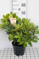 Rhododendron 'Golden Torch'   pot   25 30 cm