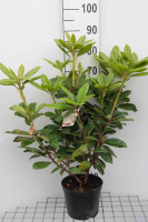 Rhododendron 'Gomer Waterer'   pot   40 50 cm  