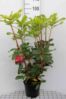 Rhododendron 'Halfdan Lem'   pot   40 50 cm