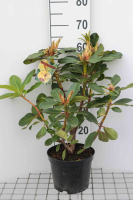 Rhododendron 'Horizon Monarch'   pot   40 50 cm