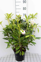 Rhododendron 'Madame Masson'   pot   40 50 cm