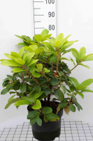 Rhododendron 'Madame Masson'   pot 10L   60 80 cm