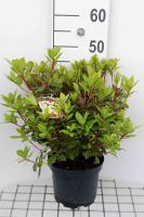 Rhododendron 'Princess Anne'   pot   25 30 cm  
