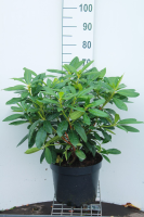 Rhododendron ponticum   pot 10L   60 80 cm