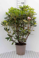 Rhododendron ponticum   pot 15L   80+ cm  