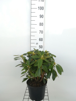 Rhododendron 'Percy Wiseman'   pot   40 50 cm