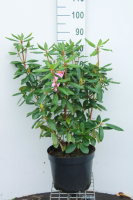 Rhododendron 'Roseum Elegans'   pot 10L   60 80 cm